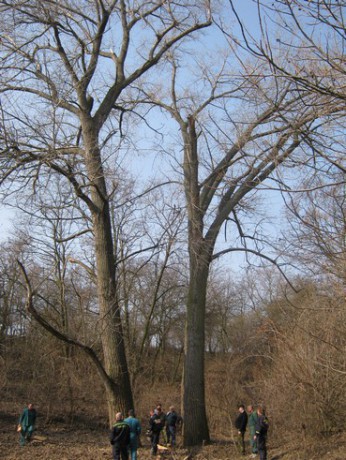 Kácení stromů 24.3.2012 (4)
