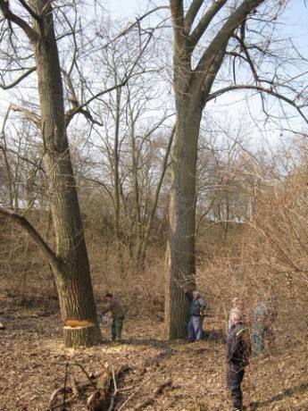 Kácení stromů 24.3.2012 (9)