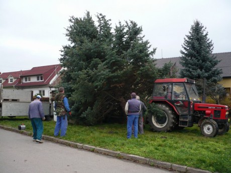 Přeprava vánočního stromu 23.112013 (7)
