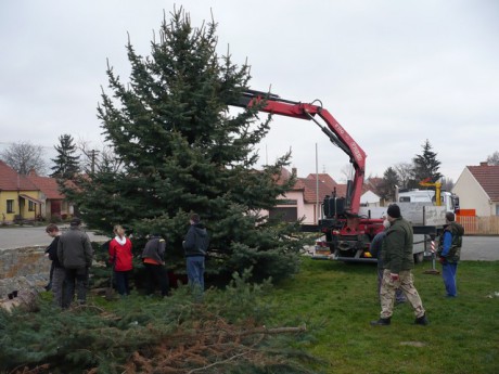 Přeprava vánočního stromu 23.112013 (30)