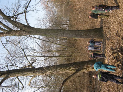 Kácení stromů 24.3.2012 (3)