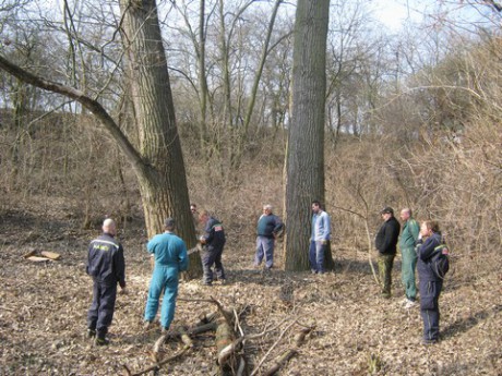 Kácení stromů 24.3.2012 (1)