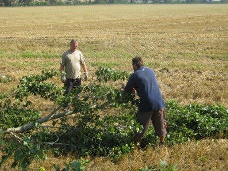 Kácení stromů 28.7.2012 (15)