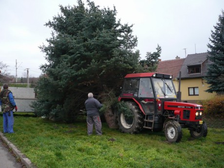 Přeprava vánočního stromu 23.112013 (6)