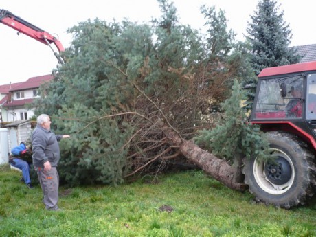 Přeprava vánočního stromu 23.112013 (9)