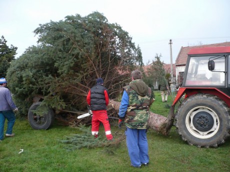 Přeprava vánočního stromu 23.112013 (18)