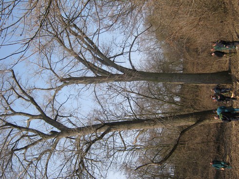 Kácení stromů 24.3.2012 (4)