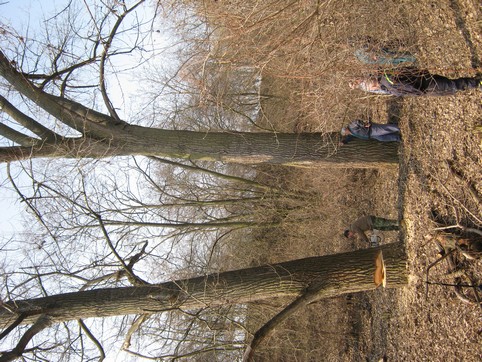Kácení stromů 24.3.2012 (9)