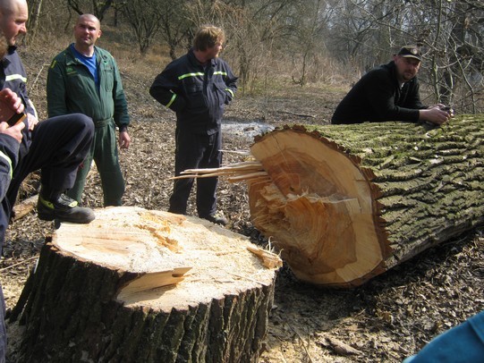 Kácení stromů 24.3.2012 (14)