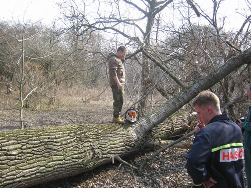 Kácení stromů 24.3.2012 (17)