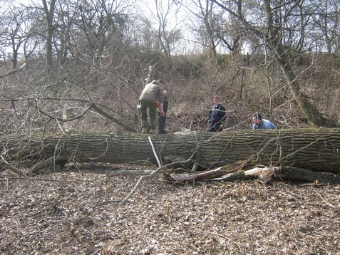 Kácení stromů 24.3.2012 (18)