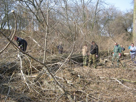 Kácení stromů 24.3.2012 (19)