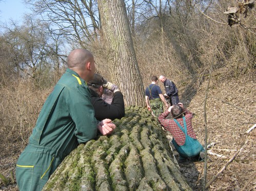 Kácení stromů 24.3.2012 (23)