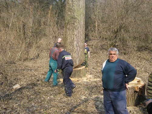 Kácení stromů 24.3.2012 (24)