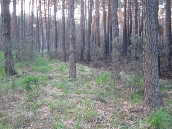 Požár u Bzence  (134)