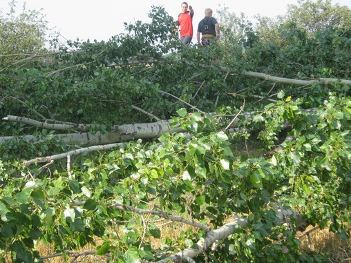 Kácení stromů 28.7.2012 (12)