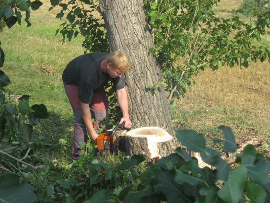 Kácení stromů 28.7.2012 (16)