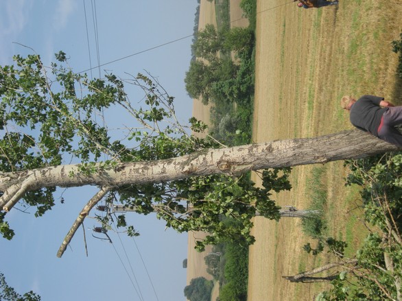 Kácení stromů 28.7.2012 (45)