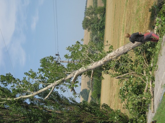 Kácení stromů 28.7.2012 (46)