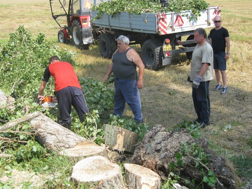 Kácení stromů 28.7.2012 (54)