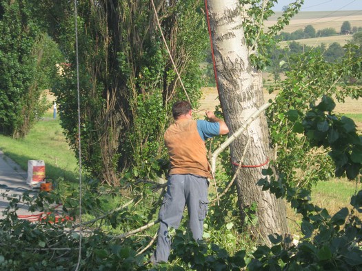 Kácení stromů 28.7.2012