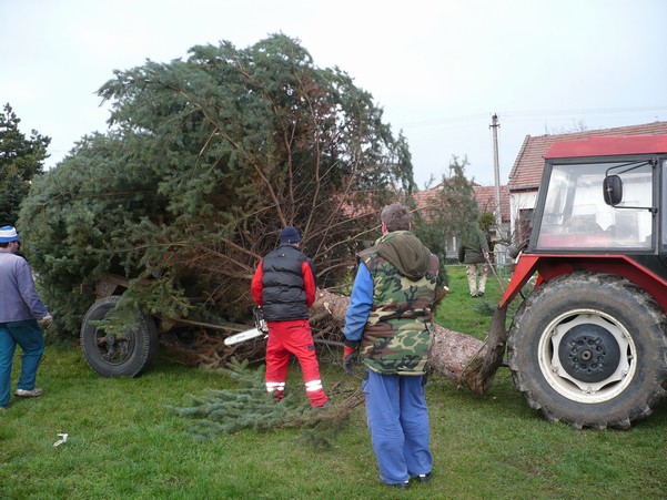 Přeprava vánočního stromu 23.112013 (18)