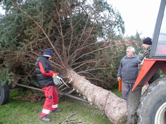 Přeprava vánočního stromu 23.112013 (19)