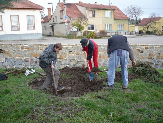 Přeprava vánočního stromu 23.112013 (24)